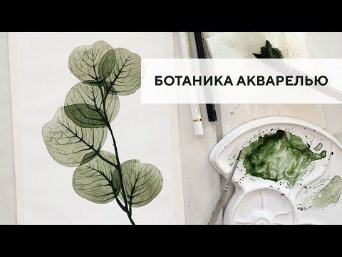 Ботаническая иллюстрация видео уроки