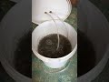 2019 how to make seabird guano tea  huge plants