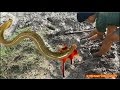 Biggest eel fish - amazing big eel fish | amazing Cambodia mottled eel fish