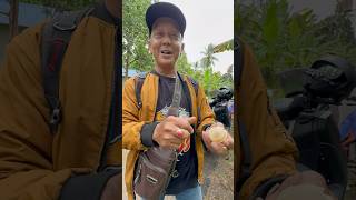 The Difference Between Langsat And Langsat Fruit