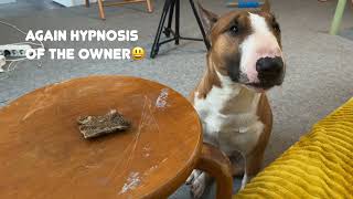 Mini Bull Terrier hypnotizes the treat. My dog ​​is looking for yummy, by Minibull Team 759 views 1 year ago 1 minute, 47 seconds