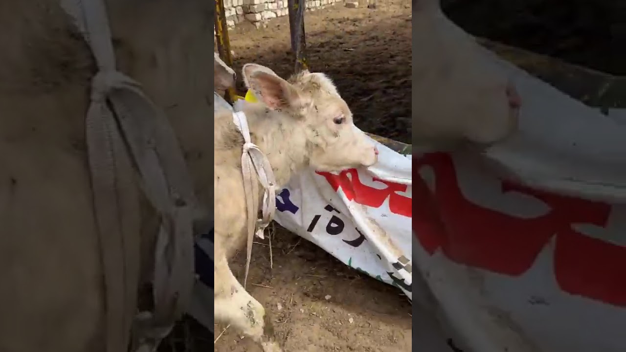 من مزراع تاجر الفصيح 