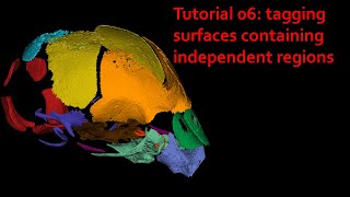 MorphoDig Tutorial 06: tagging surfaces containing independent regions