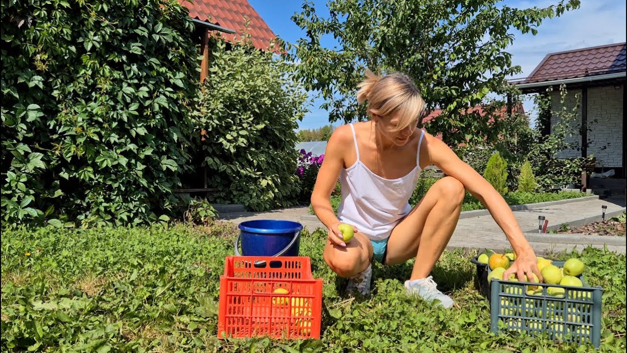 Сбор яблок/ apple compote