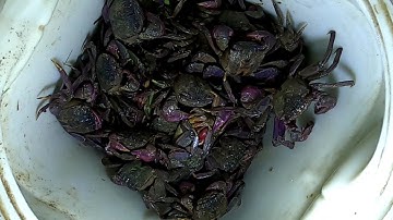 Đêm Soi Ba Khía Chụp Đã Tay Toàn Là Ba Khía Bự /Đạt Nguyễn Cần Giờ