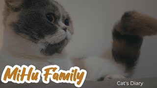 [Cats Diary] Mochi in the house ｜Daily Records, Chill Music, Background, Work, Sleep, Cat Videos by Mihu family Take a break 34 views 1 month ago 9 minutes, 9 seconds