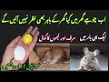 Quick rat killer  get rid of mouse chuhe bhagane ka tarika kitchen tips kabad se jugad mouse