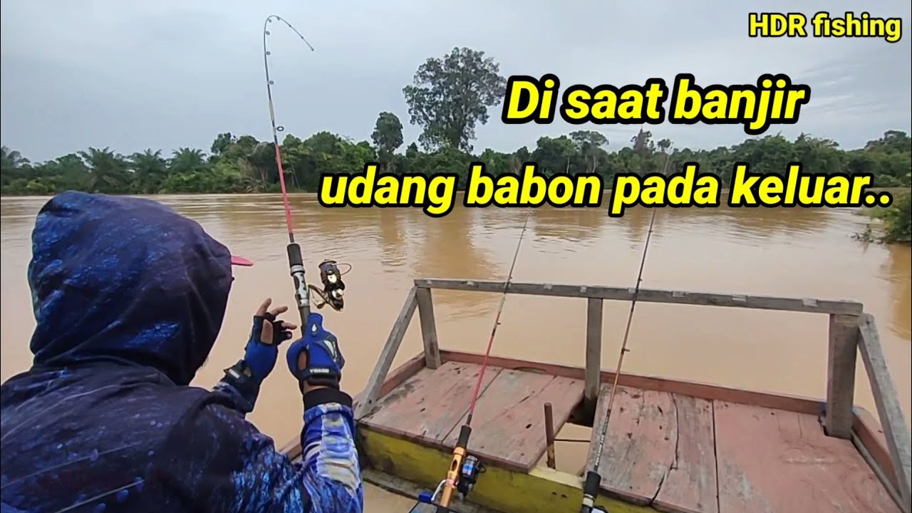 mancing udang galah sungai Kampar kiri-Riau,dalam kondisi banjir#hdrfishing#mancingudanggalah