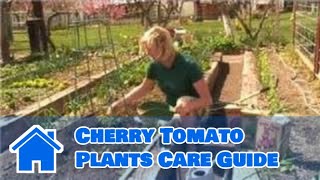 Growing Tomatoes : Cherry Tomato Plants Care Guide