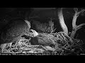 Fobbv eagles  jackie quickly ejects  intruder who dares land in nest tree  2024 feb 15