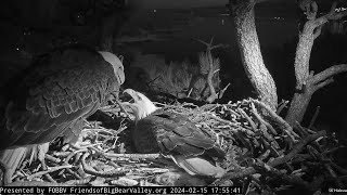 FOBBV Eagles  Jackie quickly ejects ⏏ intruder who dares land in nest tree  2024 Feb 15