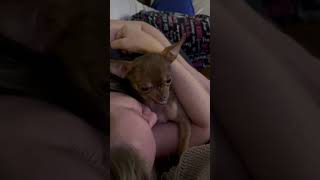 Sweet chihuahua love bite