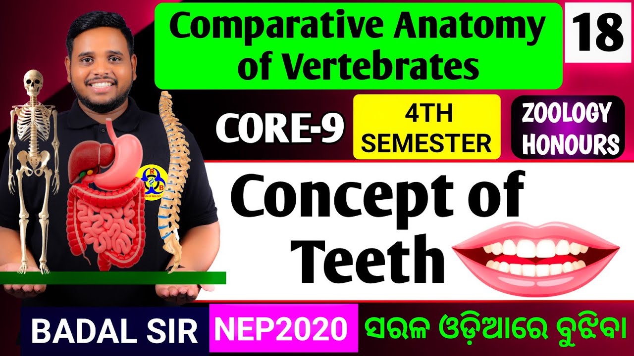 Teeth|Concept of Teeth|Zoology honours core9|Core9|4th semester zoology honours|Zoology honours 