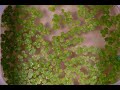 Duckweed time lapse