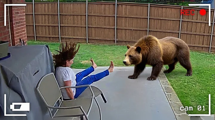When Bears Go On A Rampage Caught on Camera!