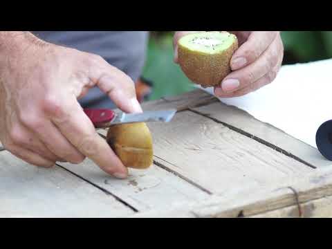 Video: Raccolta del kiwi: quando e come raccogliere un kiwi