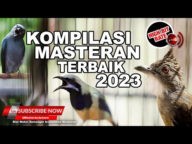 #1🔴Bikin Melongo Isian Mewah Semua❗️KOMPILASI Masteran Juara Terbaru 2023 class=