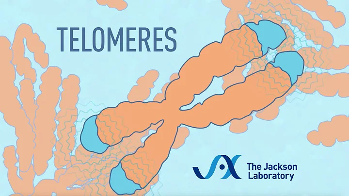What are telomeres? | Telomere animation - DayDayNews