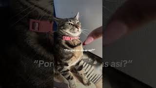 Cat Reacts To Owner Meowing At Her - 1500677