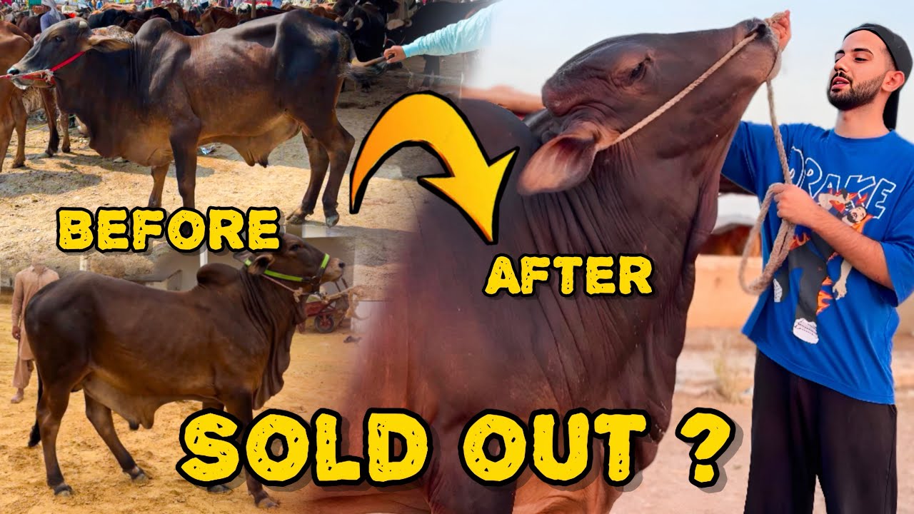 Poora saal janwaar paala❤️ Reveal kardiya apna 1st bachra 😱