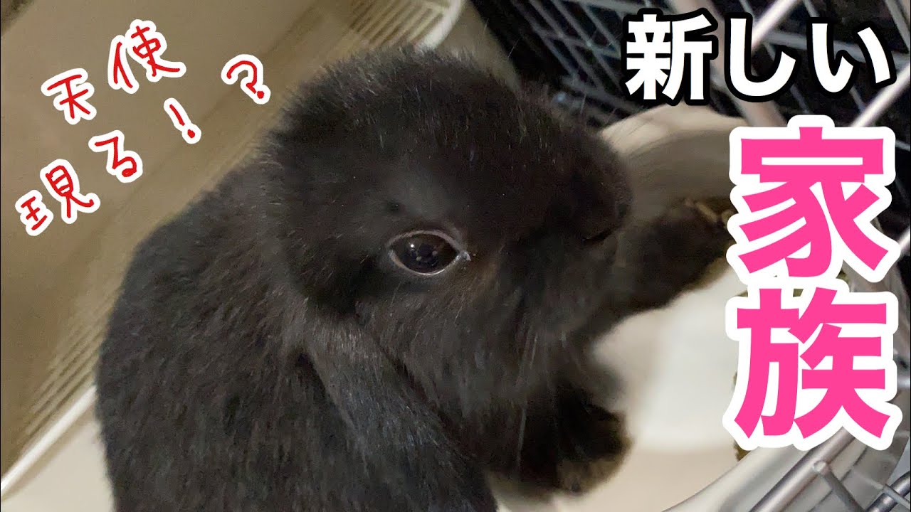うさぎがパンチをしてくる意味とは 怒ってる うさパンチの嵐 Youtube うさぎがパンチをしてくる意味とは 怒ってる うさパンチの嵐 Youtube