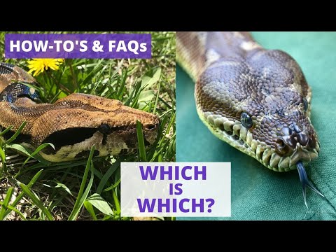 Video: Unterschied Zwischen Boa Und Python