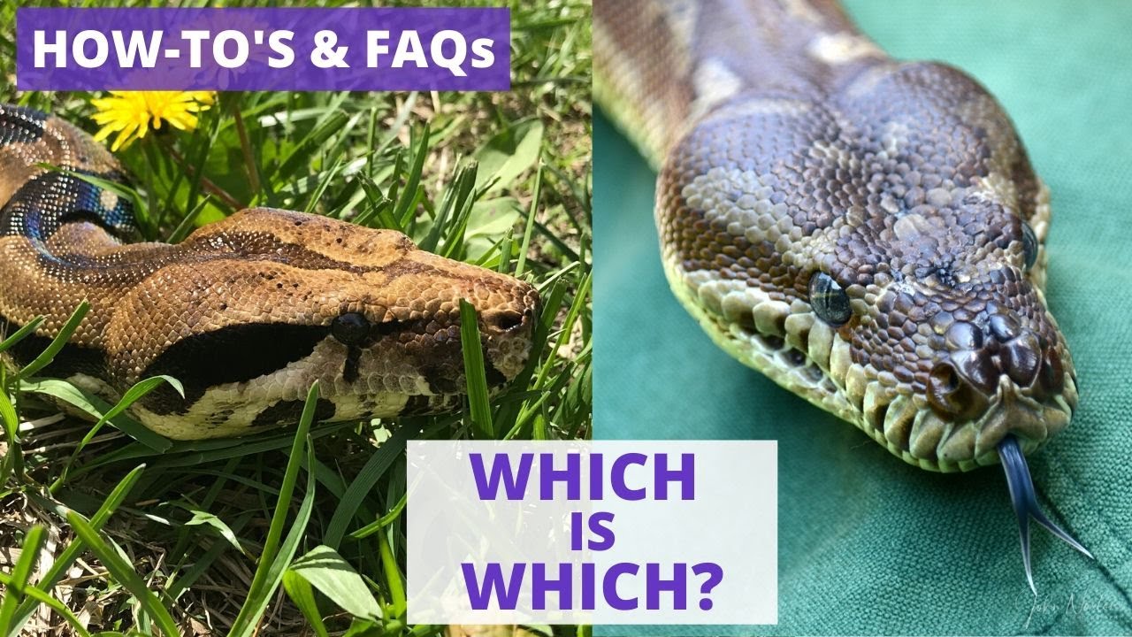 boa vs python difference appearance