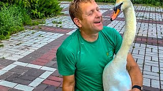 УДИВИТЕЛЬНАЯ ЛЮБОВЬ белой лебедушки к Олегу Зубкову! Как они разговаривают, это ЛЕБЕДИНАЯ ПЕСНЯ!!!