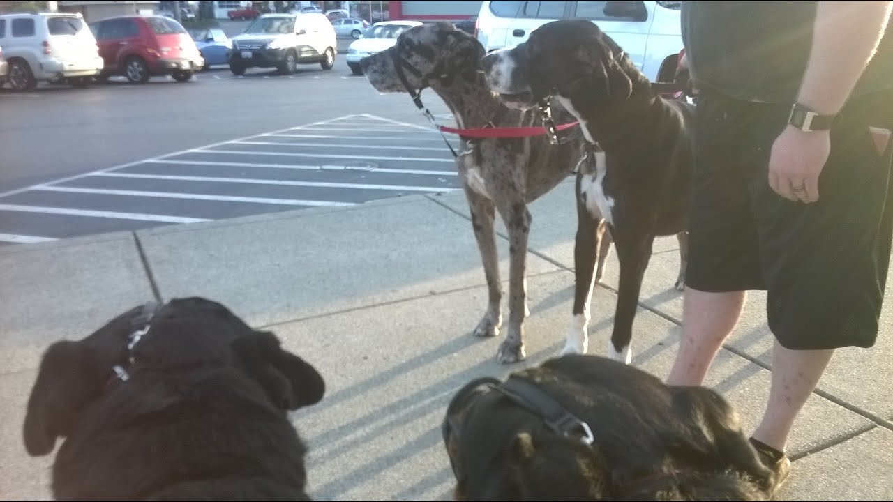 gladiator rottweiler gladiator rottweiler vs great dane gladiator rottweiler gladiator rottweiler vs great dane