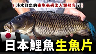 日本人敢生吃淡水鯉魚 ? 鯉魚寄生蟲會感染人類器官 ? 前往日本福島最大規模的鯉魚養殖場順便在崎玉縣冒著生命危險品嚐活鯉魚生魚片真的讓人大開眼界。