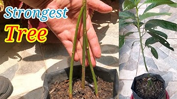 How to Graft Triple Rootstock, Simply Gardening