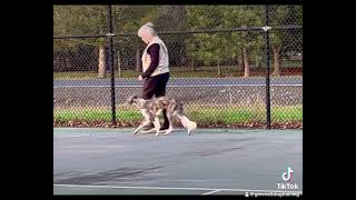 Fuss on Left, Heel on Right by Gimme 5 Dog Training with Serendipity Sighthounds 24 views 4 months ago 56 seconds