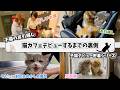 【3つ子密着】生後6か月の子猫3匹が新しいお家に引っ越すまでの裏側が猫への愛で溢れてた