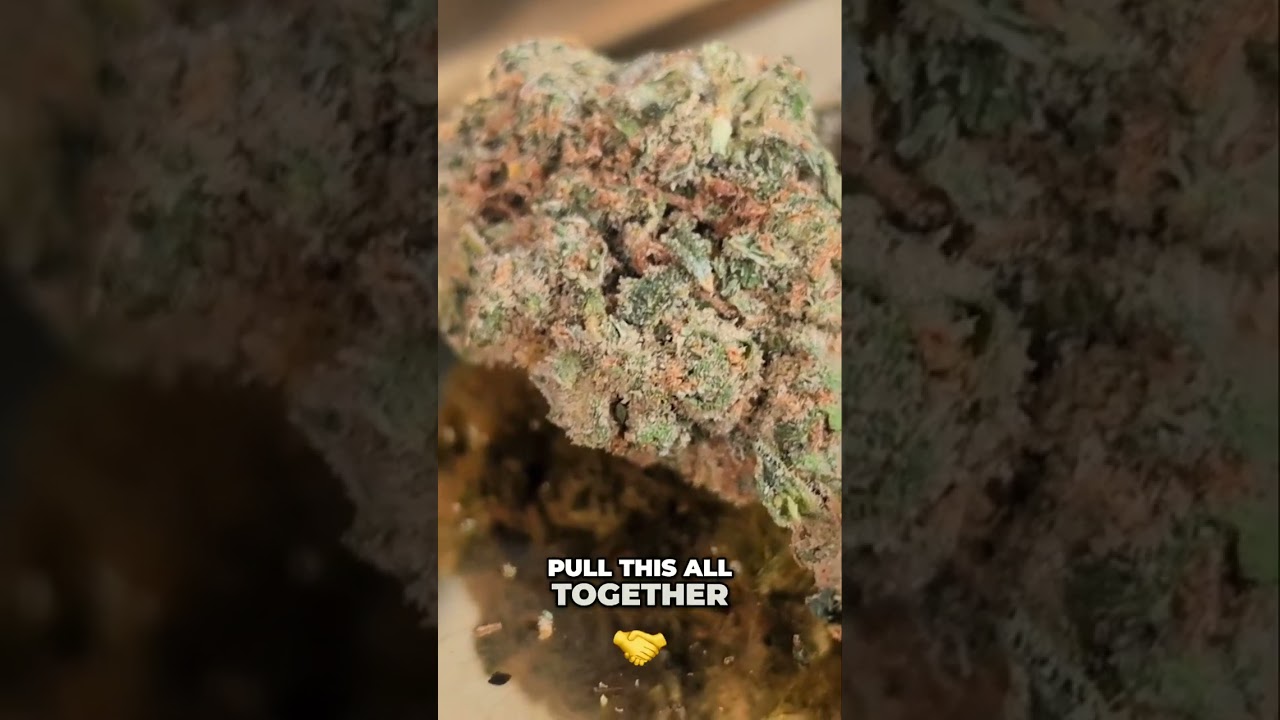 Unlock Homestead Haze: Quality Cannabis is Worth the Wait!