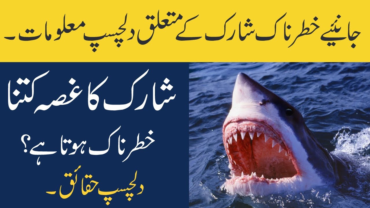 short essay on shark in urdu