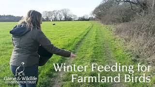 Winter Feeding for Farmland Birds by Game & Wildlife Conservation Trust 2,552 views 1 year ago 4 minutes, 22 seconds