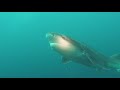Broadnose sevengill sharks