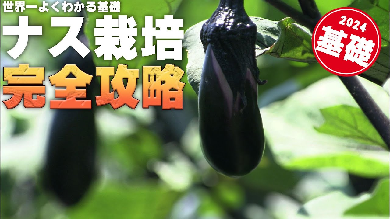茄子男様用1