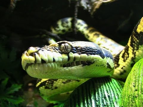 Carpet Python Prolapse Update Progress ???