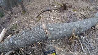 HAND CUTTING BLACK OAKS AND MAPLE MS441 MAGNUM