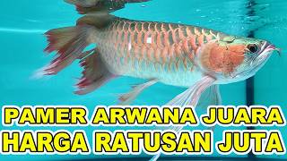 Pamer Arwana Juara Harga Ratusan Juta di Paw Expo 2026