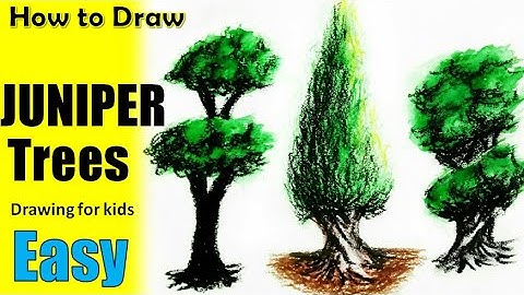 How to draw Juniper trees | Different types of juniper trees drawing| By Prakhar Shrivastava