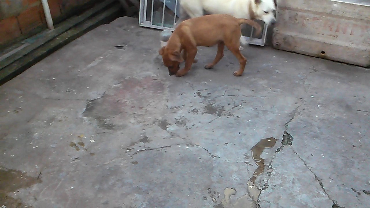 Cachorro mestiço pitbull com rottweiler Clearance