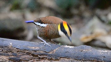 Malayan banded pitta (Hydrornis irena)