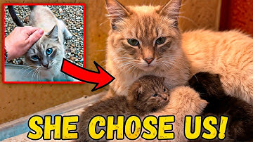 Stray Cat Walked Up to Me… What Happened Next BROKE MY HEART 😭