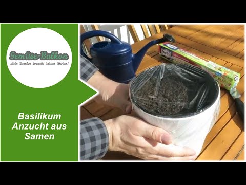 Video: Gloxinia Aus Samen: Gloxinia Aus Samen Zu Hause Anbauen, Pflanzregeln Und -zeiten, Schritt-für-Schritt-Anleitung