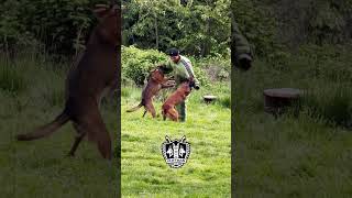 Bite club night💥 #dogshorts #decoy #sendit #dogsofyoutube #doglife #dogtraining