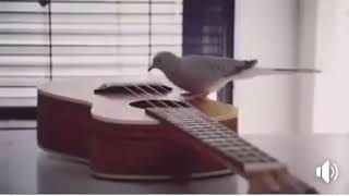 Una Paloma Se Quita La Vida Xd