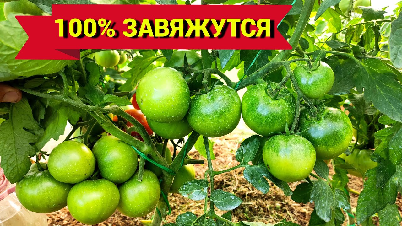 Удобрения для томатов