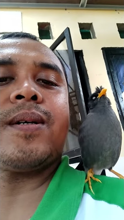 jalak kerbau pintar bicara